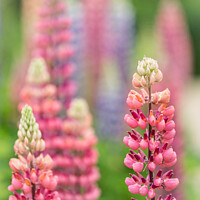 Buy canvas prints of Red Lupins In The Flower Borders Of Hidcote Manor  by Peter Greenway