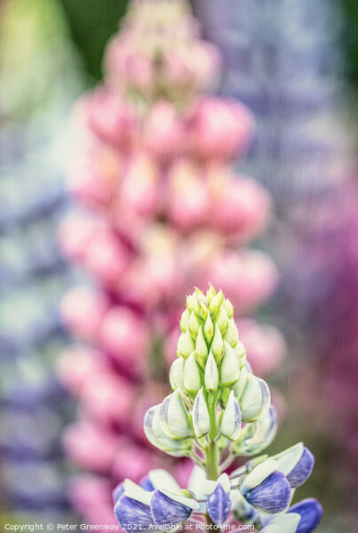 English Lupins At Hidcote Gardens Picture Board by Peter Greenway