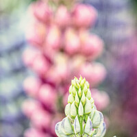 Buy canvas prints of English Lupins At Hidcote Gardens by Peter Greenway