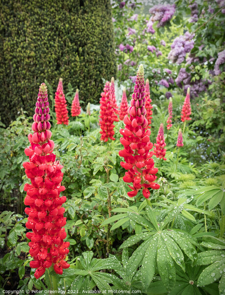 Red Lupins In The Flower Borders Of Hidcote Manor & Gardens Picture Board by Peter Greenway