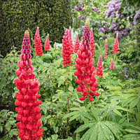 Buy canvas prints of Red Lupins In The Flower Borders Of Hidcote Manor & Gardens by Peter Greenway