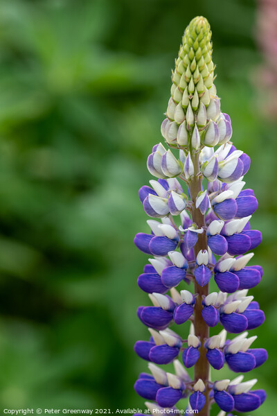 Mauve & White Lupin ( Lupinus 'Persian Slipper' )  Picture Board by Peter Greenway