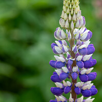 Buy canvas prints of Mauve & White Lupin ( Lupinus 'Persian Slipper' )  by Peter Greenway
