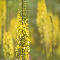 Buy canvas prints of Golden Rod 'Dicotyledon' At Hidcote Gardens by Peter Greenway
