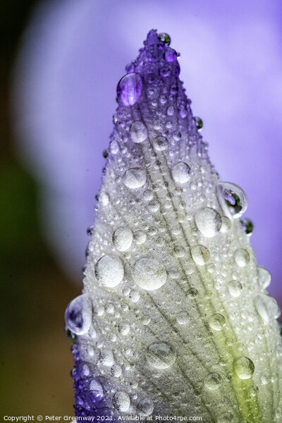 The Unopened Bud Of An Iris After A Shower Of Rain Picture Board by Peter Greenway