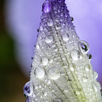 Buy canvas prints of The Unopened Bud Of An Iris After A Shower Of Rain by Peter Greenway