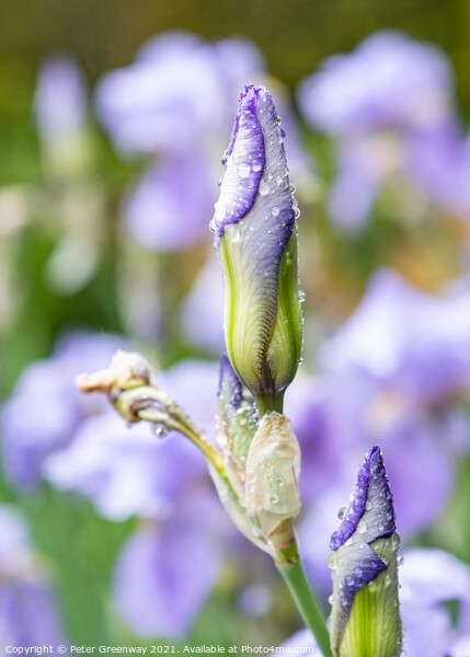 Unopened Iris Buds After A Shower Of Rain Picture Board by Peter Greenway