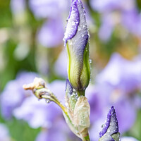 Buy canvas prints of Unopened Iris Buds After A Shower Of Rain by Peter Greenway