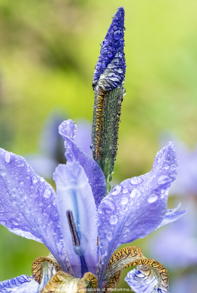 Unopened Iris After A Shower Of Rain At Hidcote Gardens Picture Board by Peter Greenway