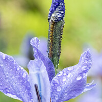 Buy canvas prints of Unopened Iris After A Shower Of Rain At Hidcote Gardens by Peter Greenway