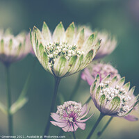 Buy canvas prints of Clumps Of Great Masterwort Flowers At Hidcote Manor & Gardens by Peter Greenway