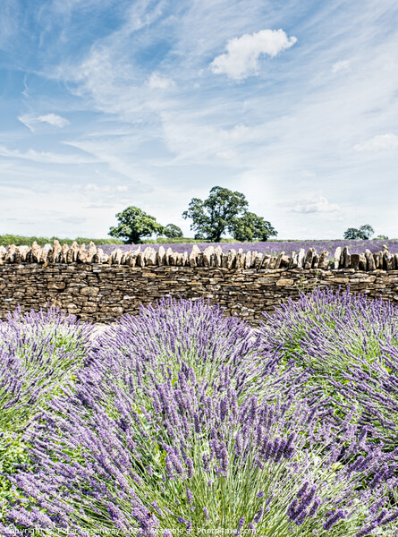 Somerset Lavender In Full Bloom Picture Board by Peter Greenway