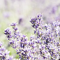 Buy canvas prints of Somerset Lavender In Full Bloom by Peter Greenway
