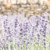 Buy canvas prints of Somerset Lavender In Full Bloom by Peter Greenway