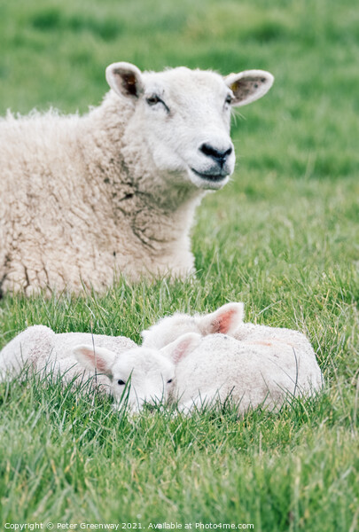 Spring Lambs Grazing In Fields In Rural Oxfordshire Picture Board by Peter Greenway
