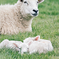 Buy canvas prints of Spring Lambs Grazing In Fields In Rural Oxfordshire by Peter Greenway