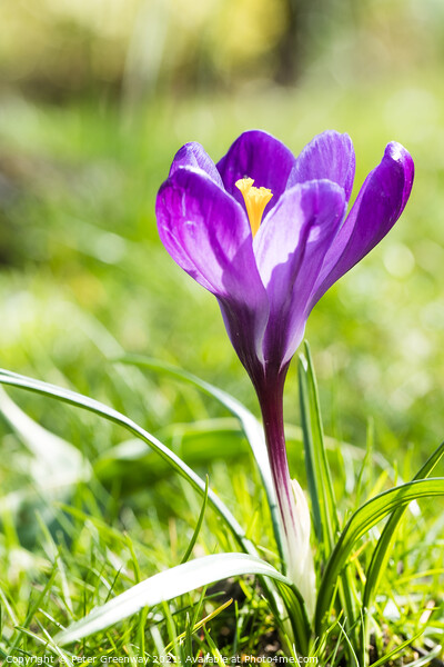 Purple Spring Crocus In Full Bloom Picture Board by Peter Greenway