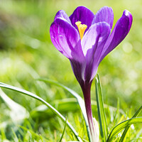 Buy canvas prints of Purple Spring Crocus In Full Bloom by Peter Greenway