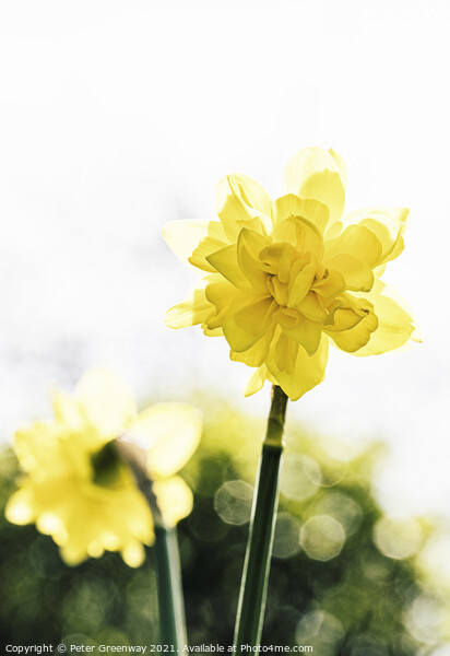 English Spring Narcissus Daffodils Picture Board by Peter Greenway