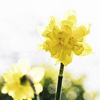 Buy canvas prints of English Spring Narcissus Daffodils by Peter Greenway