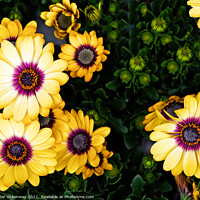 Buy canvas prints of Yellow Glandular Cape Marigold Flowers In Full Bloom by Peter Greenway