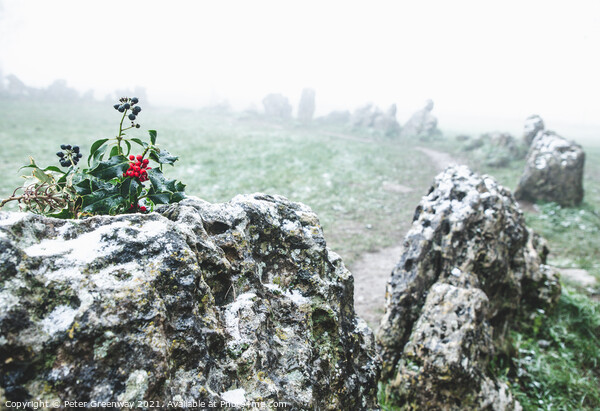 Sprigg Of Holly with Berries On One Of The Standing Stones Picture Board by Peter Greenway