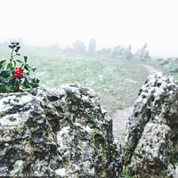 Buy canvas prints of Sprigg Of Holly with Berries On One Of The Standing Stones by Peter Greenway