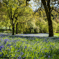 Buy canvas prints of Bluebells by Paul Harwood-Browne