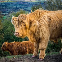 Buy canvas prints of Highland Cattle by Paul Harwood-Browne