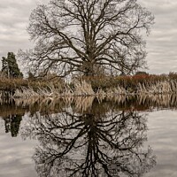 Buy canvas prints of Reflections by Paul Harwood-Browne
