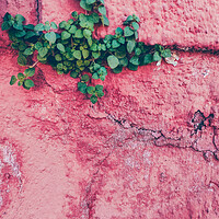 Buy canvas prints of Green plant growing up in a pink wall by Sol Cantero