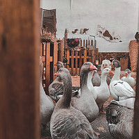 Buy canvas prints of Many domestic geese inside a farm by Sol Cantero