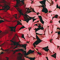 Buy canvas prints of Pattern of poinsettia, the christmas flower by Sol Cantero