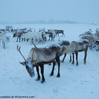 Buy canvas prints of Reindeer by Gö Vān