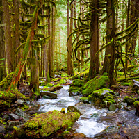 Buy canvas prints of Old Forest and Stream by Chuck Koonce