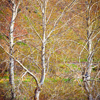 Buy canvas prints of Three Birch Trees by Chuck Koonce
