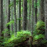 Buy canvas prints of Deep in the forest by Chuck Koonce