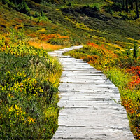 Buy canvas prints of Walkway through the meadow by Chuck Koonce