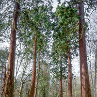 Buy canvas prints of Tall Trees  by Martin Yiannoullou