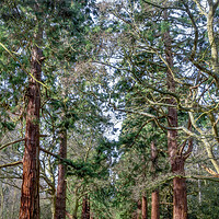 Buy canvas prints of Tall Pines. by Martin Yiannoullou