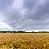 Buy canvas prints of Wheat field by Martin Yiannoullou
