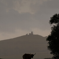 Buy canvas prints of Majestic Highland Cow and Brentor Church by Martin Yiannoullou