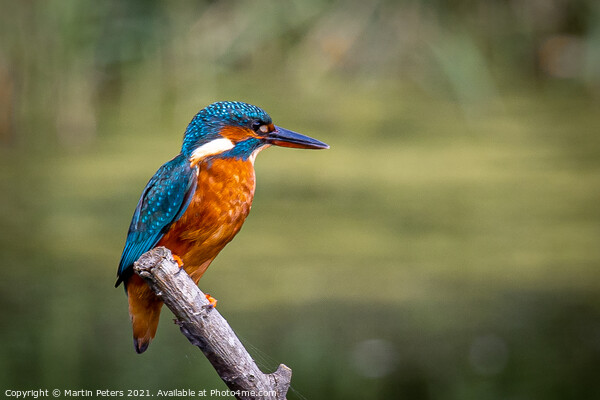 Majestic Kingfisher on a Summer Day Picture Board by Martin Yiannoullou