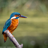 Buy canvas prints of Majestic Kingfisher on a Summer Day by Martin Yiannoullou