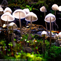 Buy canvas prints of Enchanted Mushroom Kingdom by Martin Yiannoullou