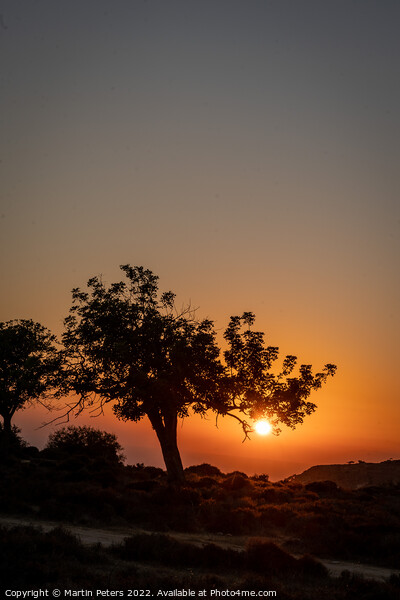 Cypriot Sunset Tree Picture Board by Martin Yiannoullou