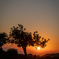 Buy canvas prints of Cypriot Sunset Tree by Martin Yiannoullou