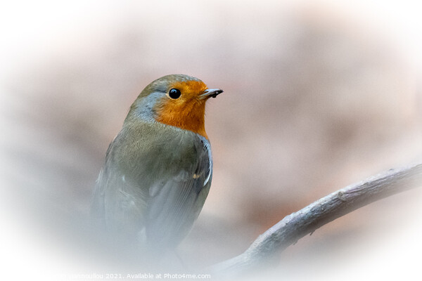 Robin Braving the Winter Picture Board by Martin Yiannoullou