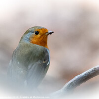 Buy canvas prints of Robin Braving the Winter by Martin Yiannoullou