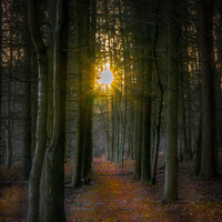 Buy canvas prints of Woodland Sun by Martin Yiannoullou